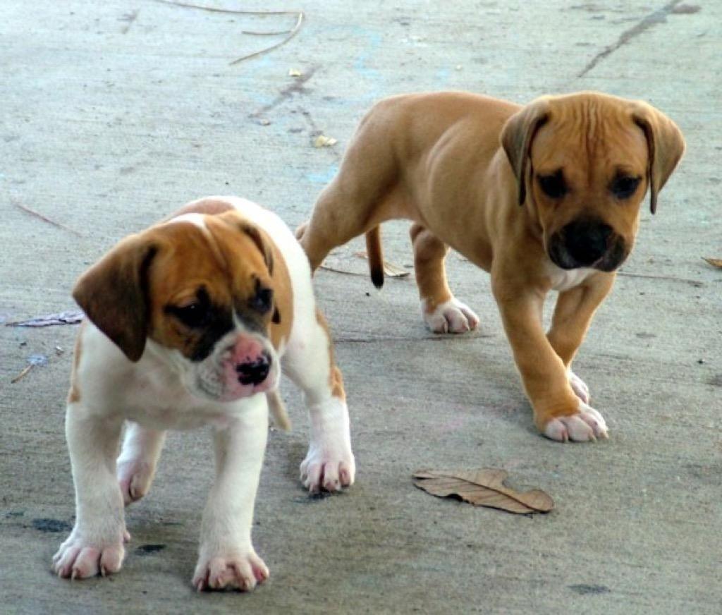 1024x872 Baby Bulldog Puppy Wallpaper 1.0 Free Download