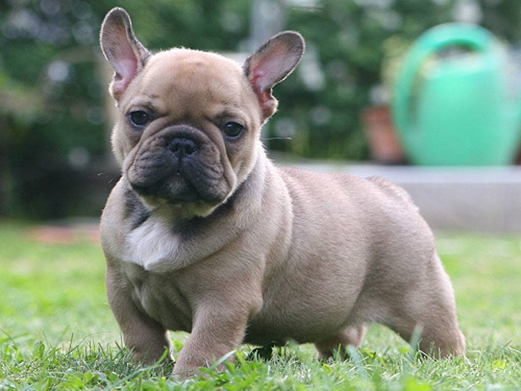 1024x768 French Bulldog Puppy Picture and Information