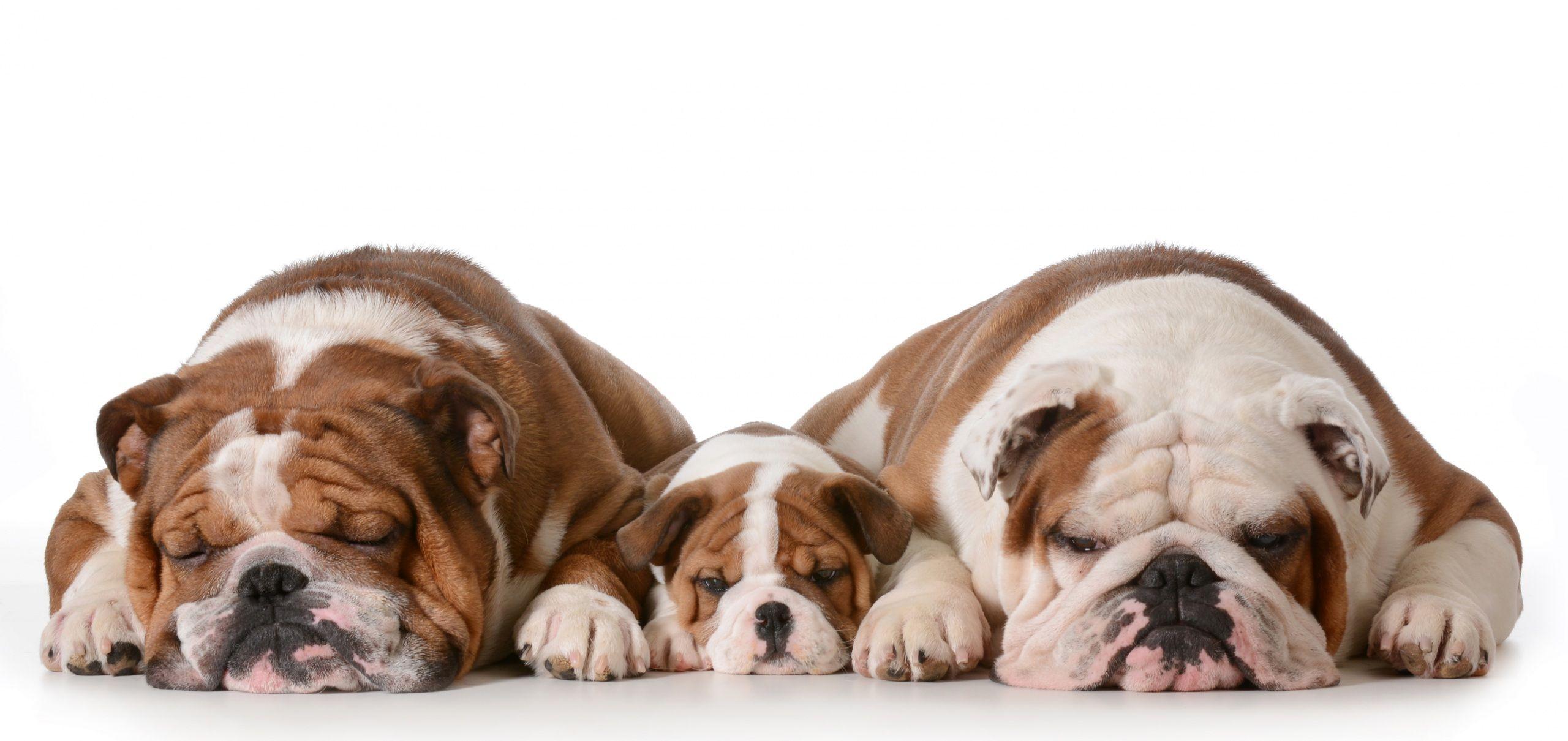 2560x1210 Picture puppies Bulldog dog Three 3 animal White 2560x1210