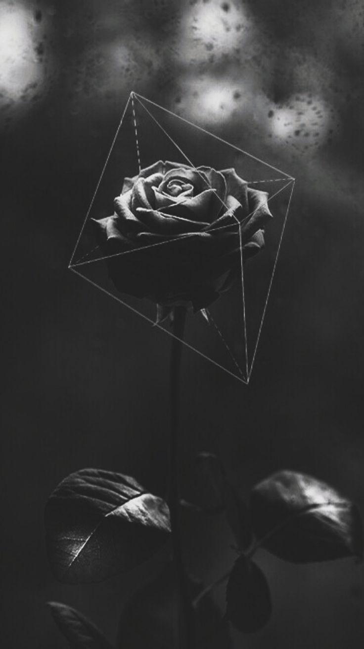736x1309 Garden Of Words Anime Wallpaper ` Garden Of Words. Black roses wallpaper, Hipster wallpaper, Dark wallpaper