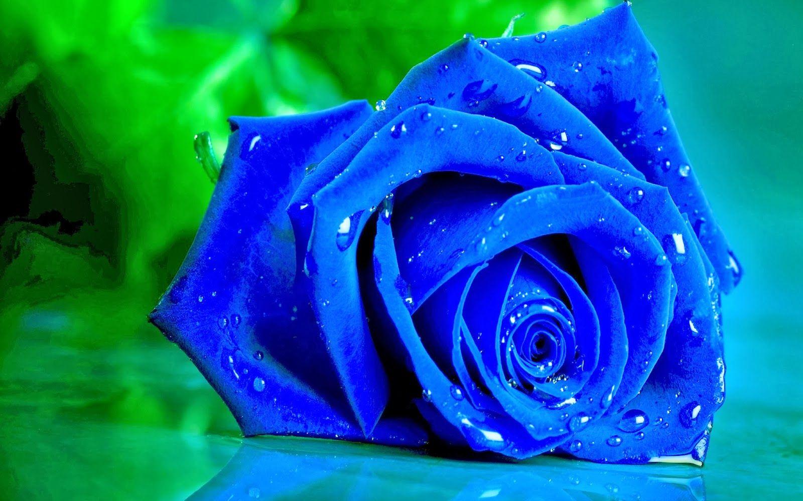 Blue and White Rose Wallpapers Top Free Blue and White Rose