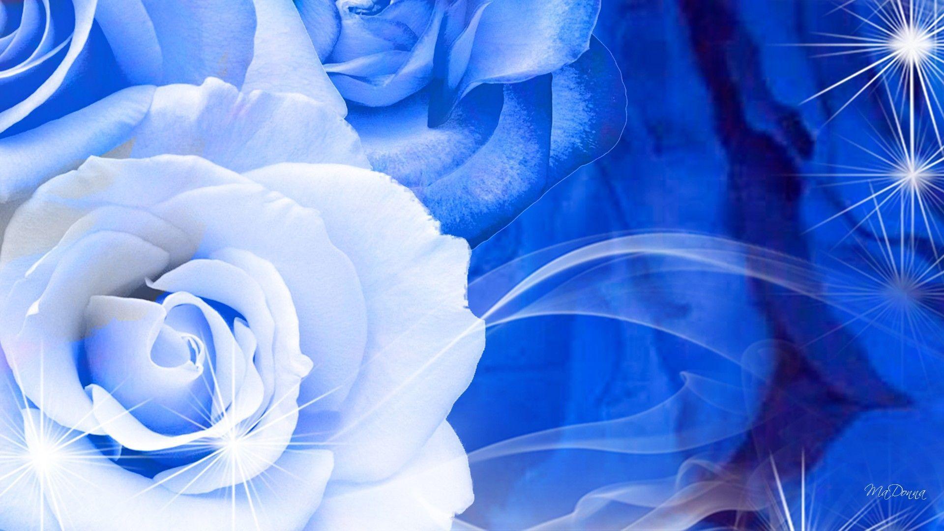 1920x1080 Blue and White Rose Wallpaper