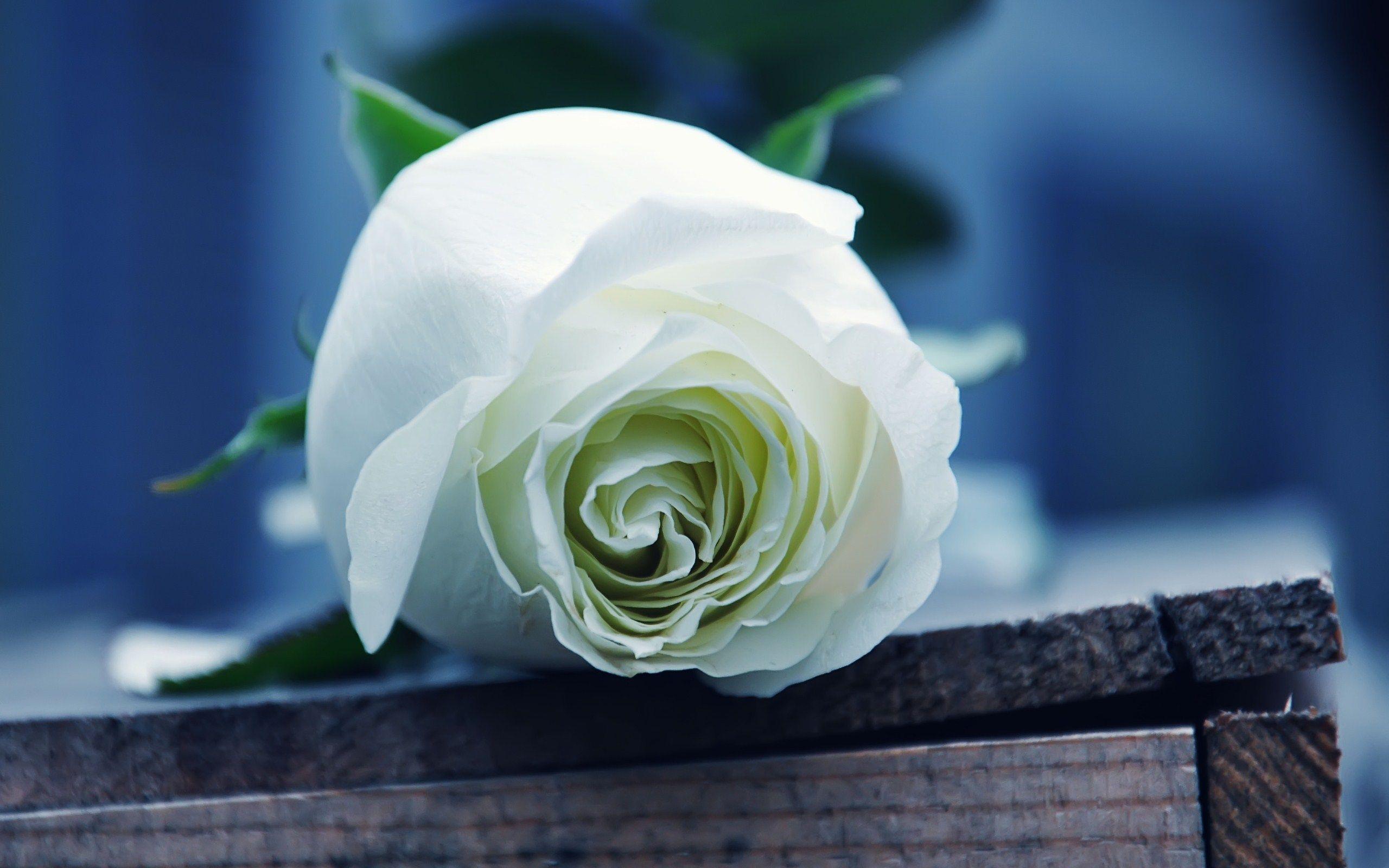 2560x1600 White Rose Wallpaper Image Photo Picture Background