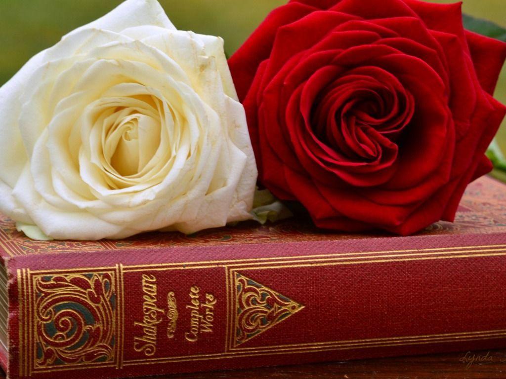 1024x768 Red And White Rose Wallpaper