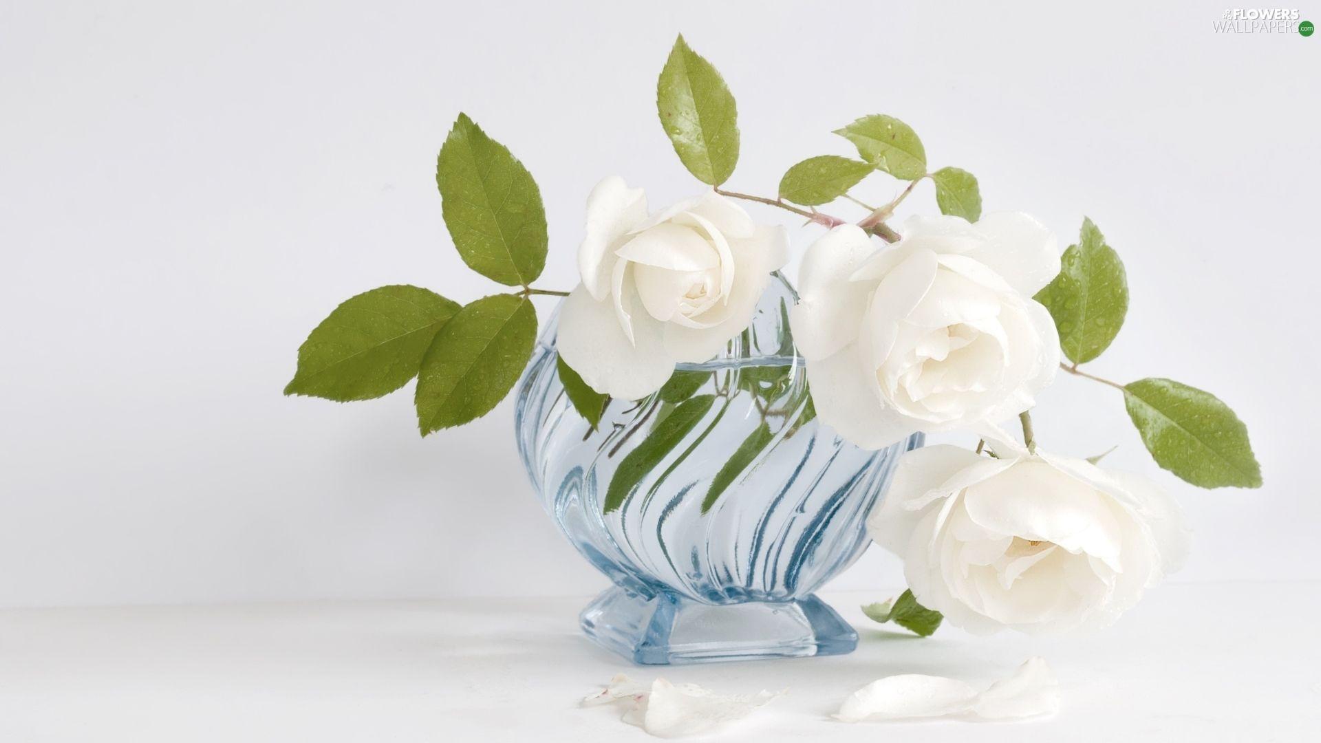 Blue and White Rose Wallpapers Top Free Blue and White Rose