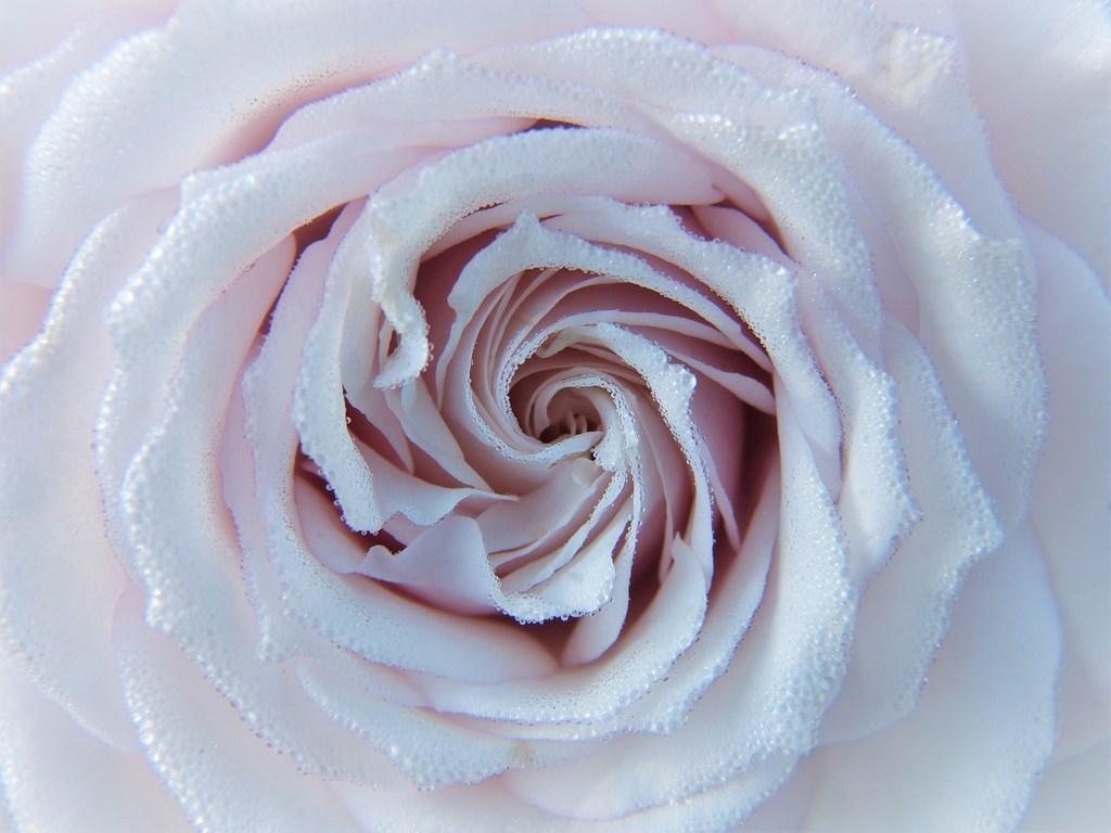 1024x768 White roses wallpaper for Android