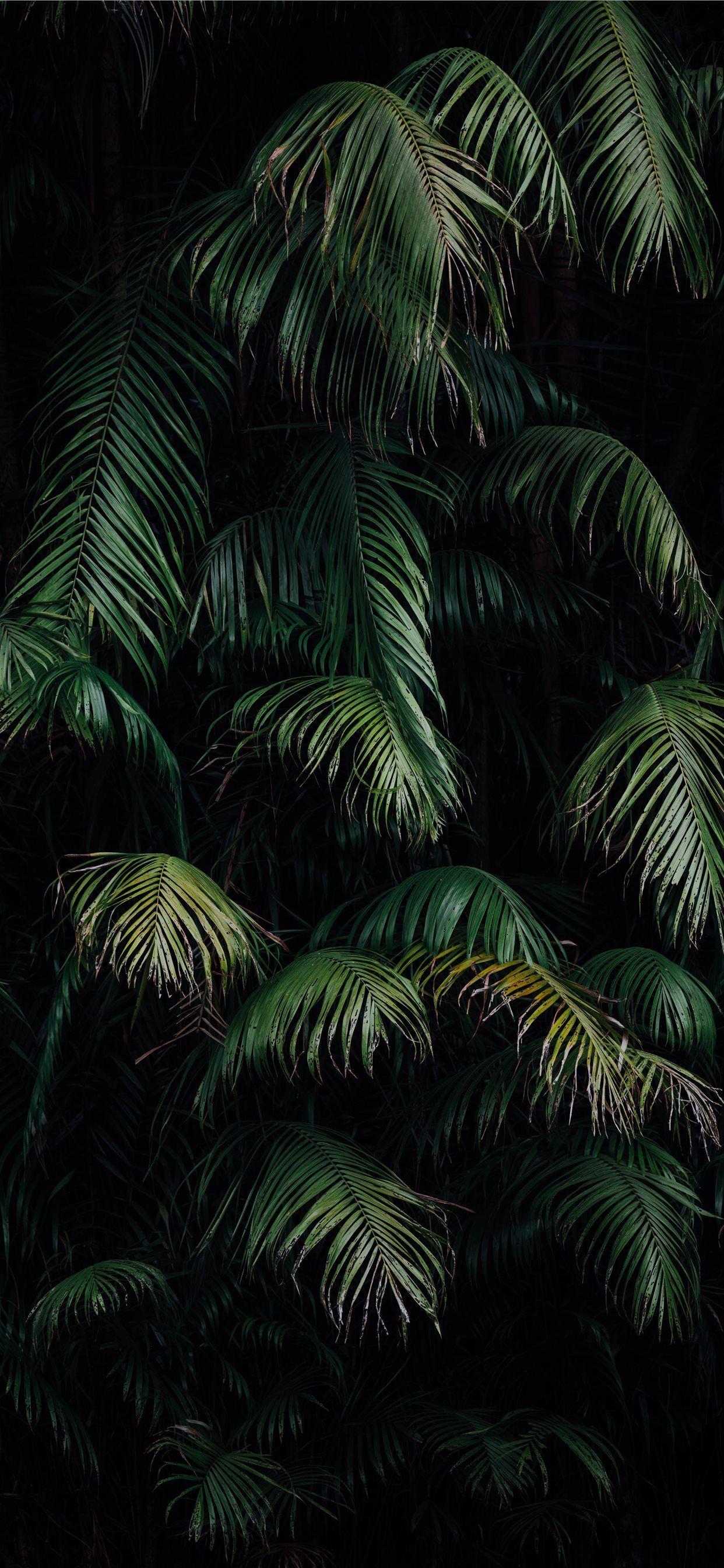 1242x2688 green palm tree during night time iPhone X Wallpaper Free Download
