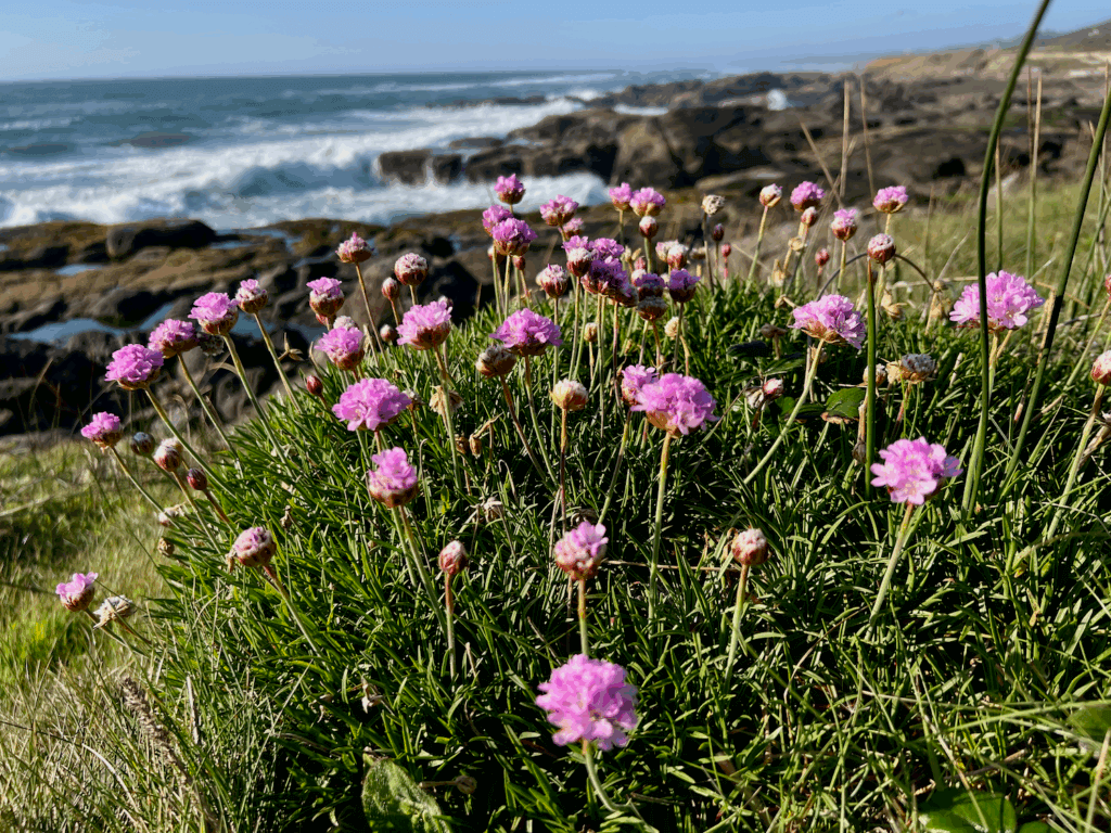 1024x768 The best things to do in Yachats Oregon