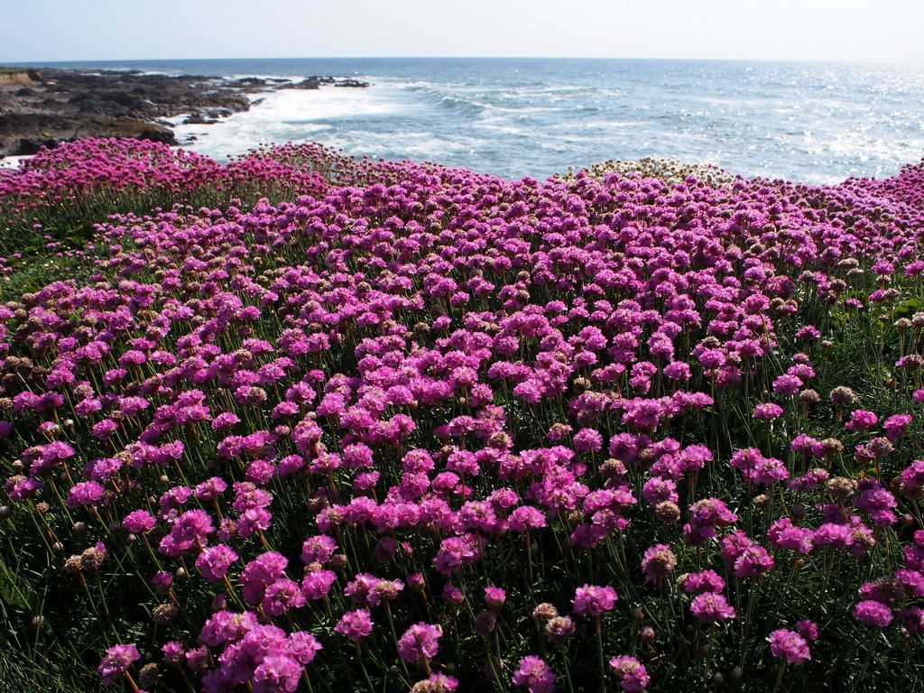 1024x768 Clark's Oregon Wildflower Blog: Yachats
