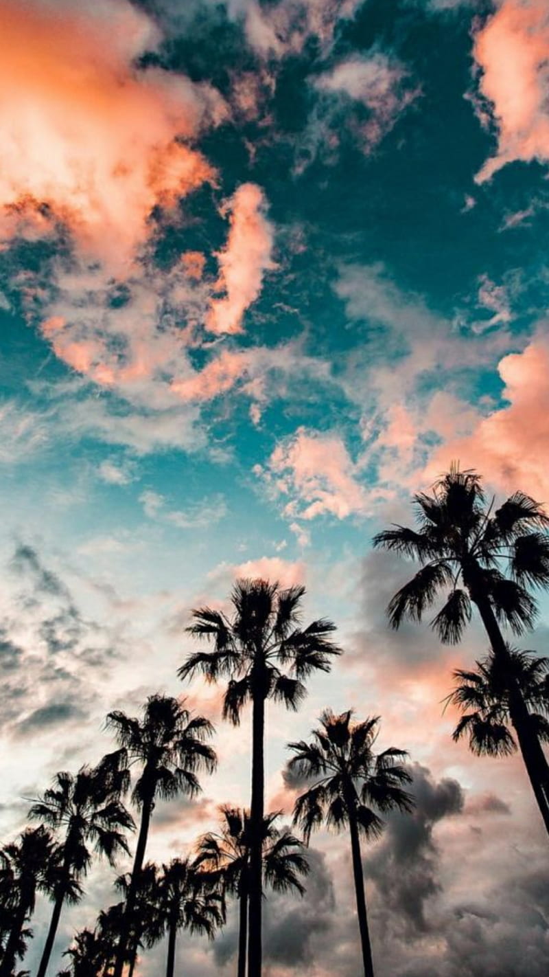 800x1422 Look deep into nature and then you will understand everything better. Pinterest // Wi. Beautiful summer, HD phone wallpaper