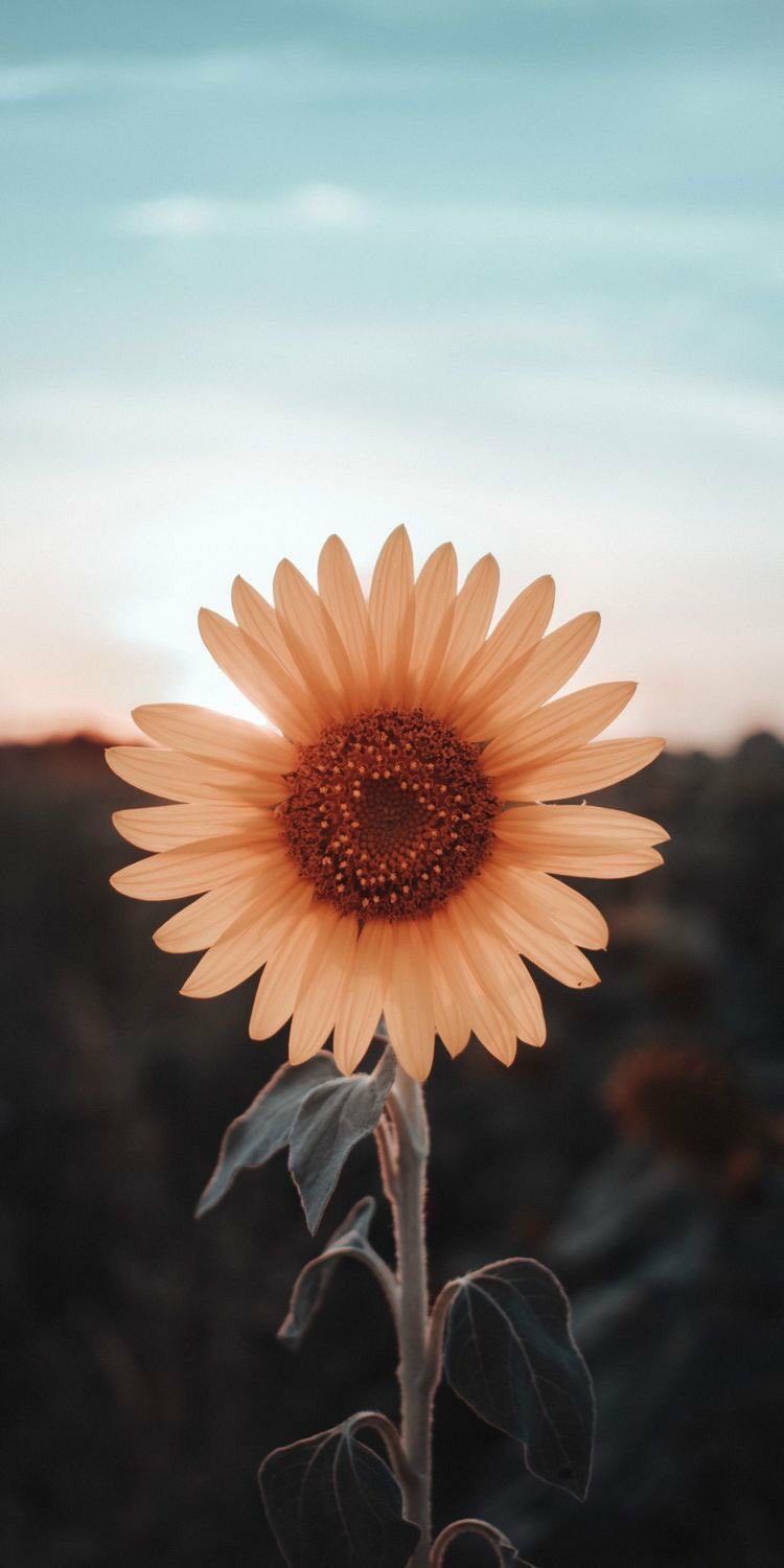 750x1500 Android Pinterest Wallpaper