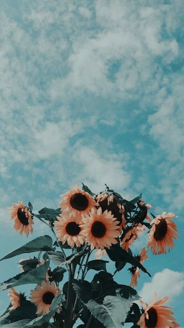 720x1280 Pinterest Aesthetic Wallpaper