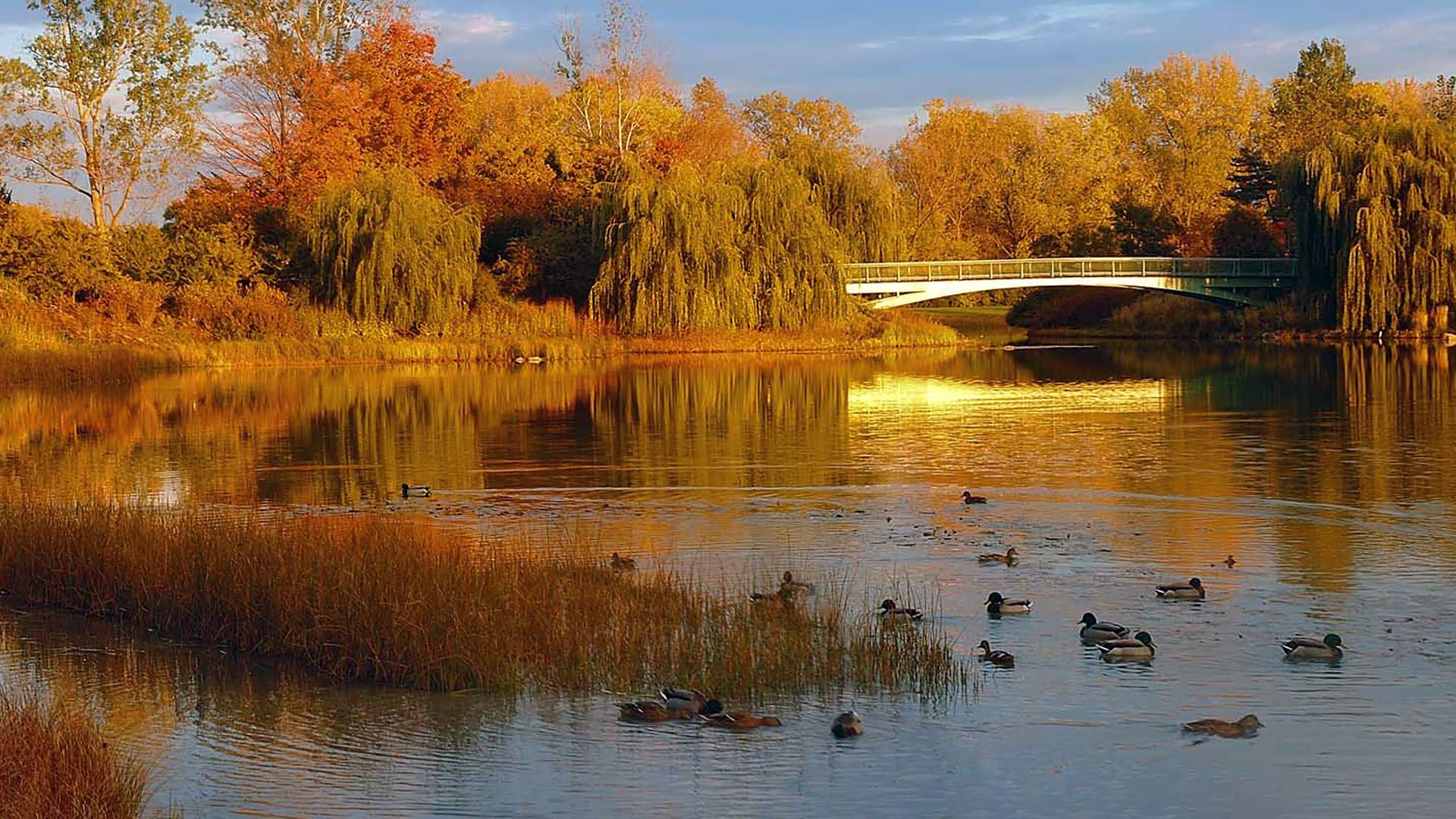 1920x1080 Fall. Chicago Botanic Garden