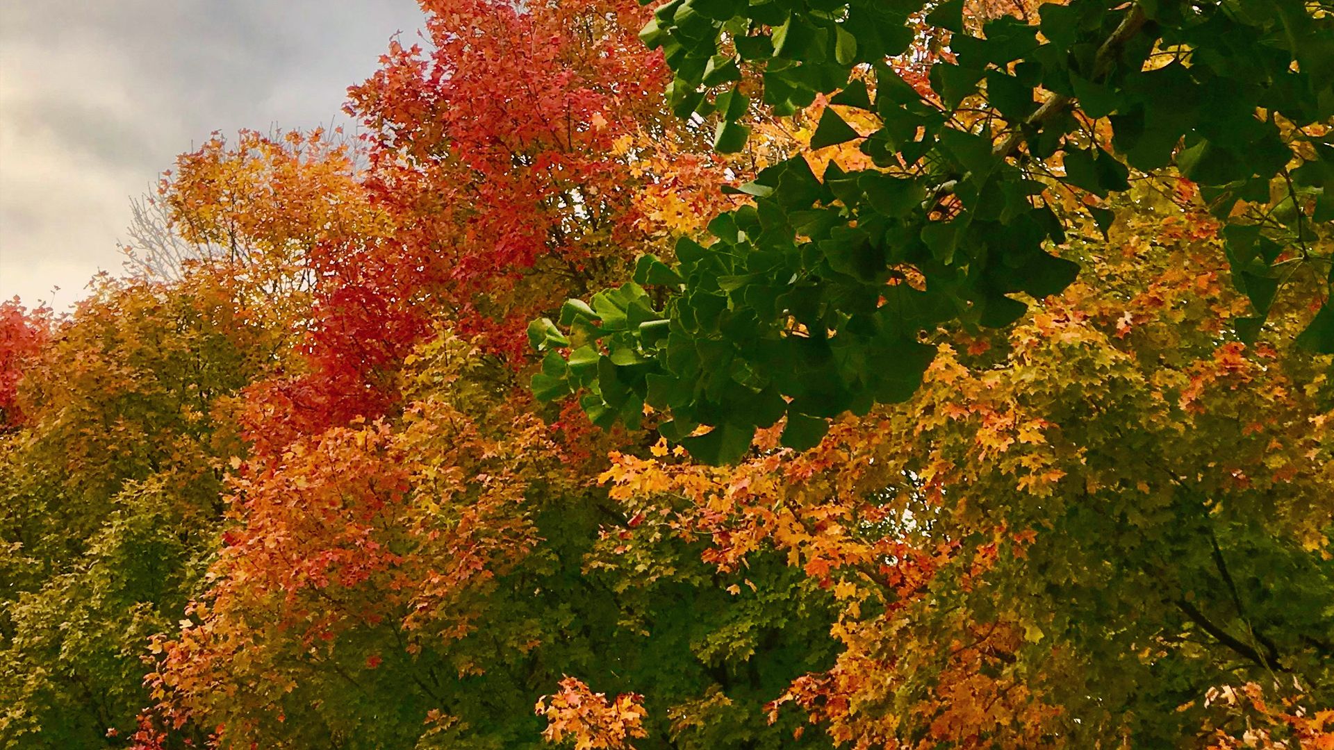 1920x1080 Fall. Chicago Botanic Garden