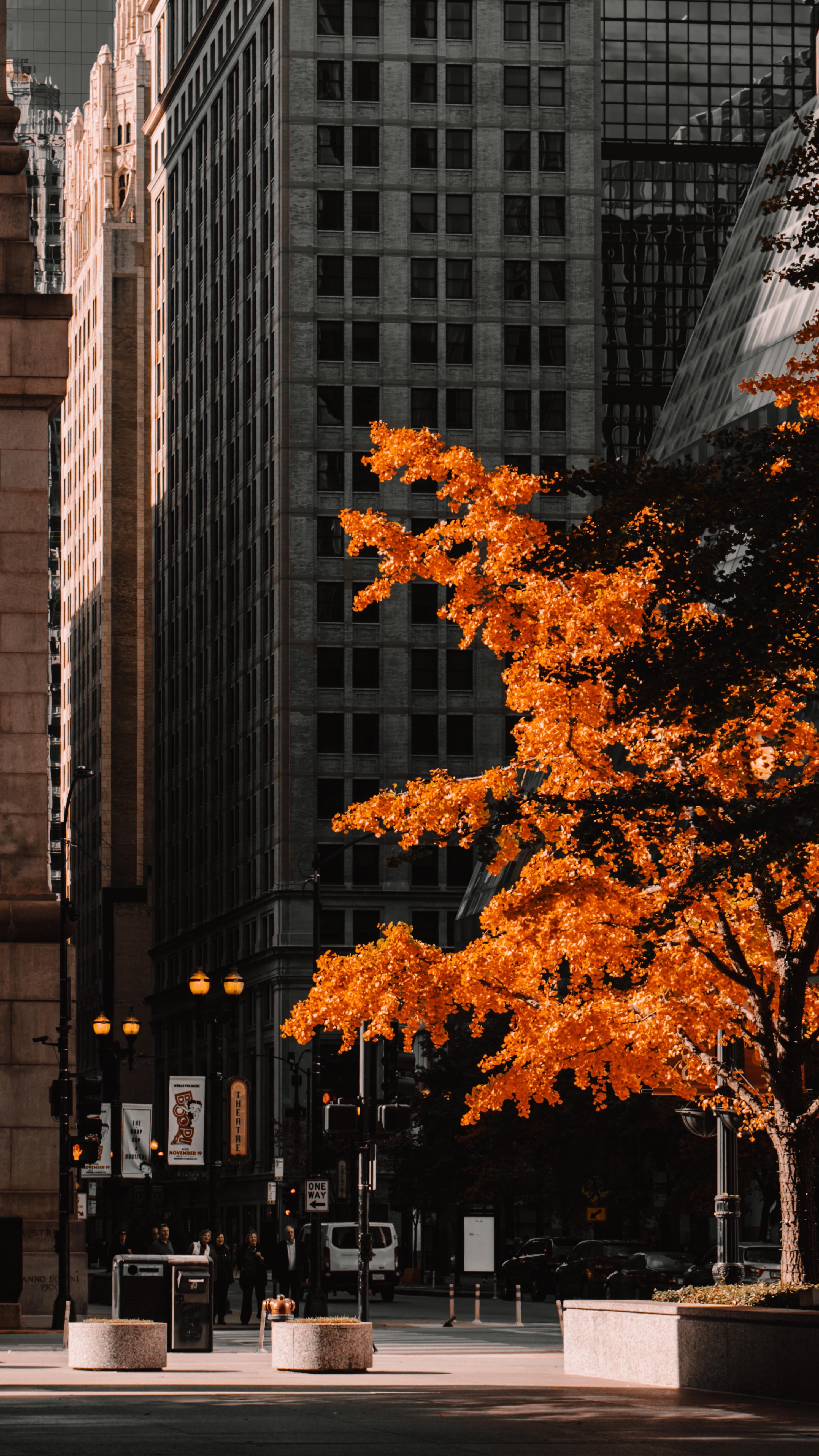 2973x5285 Autumn in Chicago