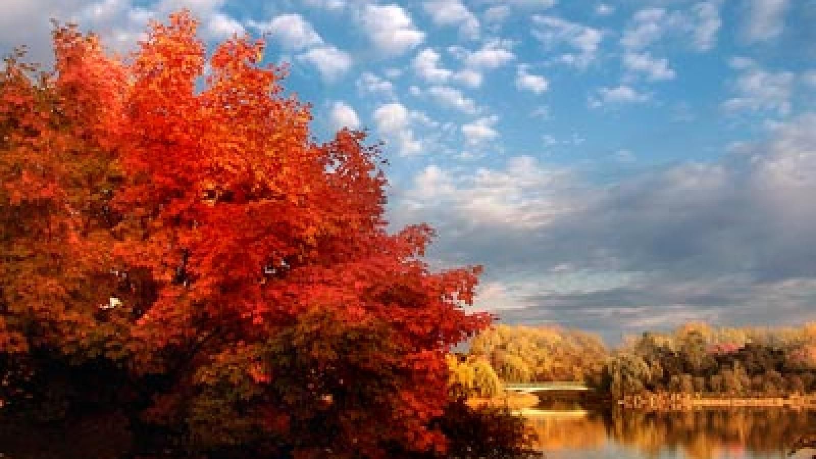 1600x900 A Fall Color Tree Walk. Chicago Botanic Garden