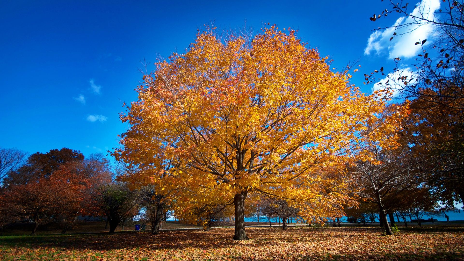 1920x1080 Wallpaper Chicago, park, promenade, fall, trees, yellow leaves 1920x1200 Picture, Image
