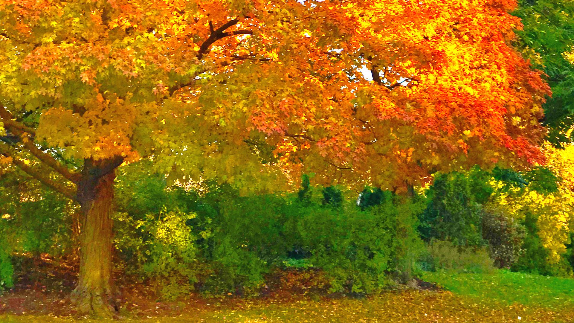 1920x1080 Fall. Chicago Botanic Garden