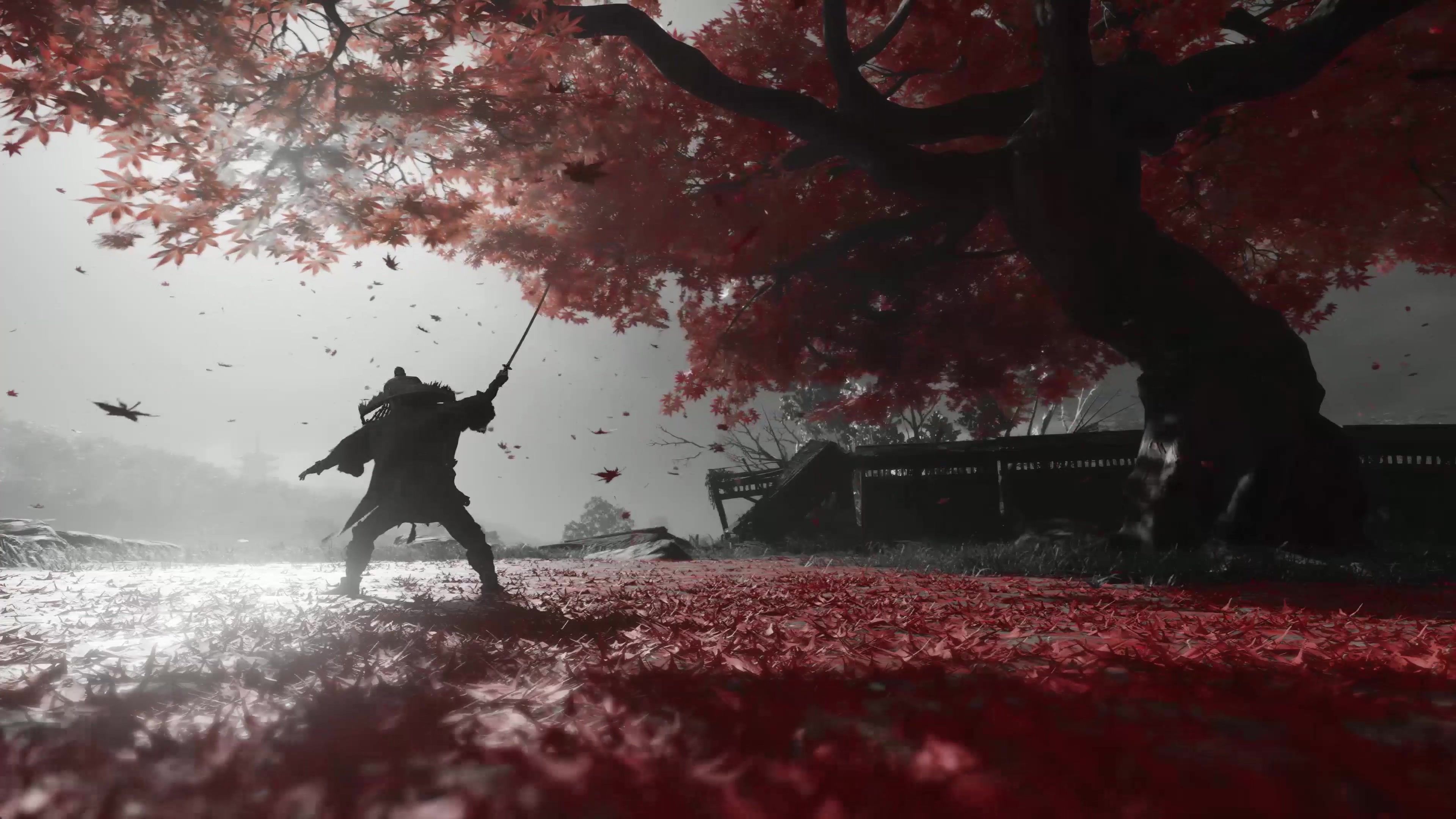 3840x2160 Samurai Under Maple Live Wallpaper