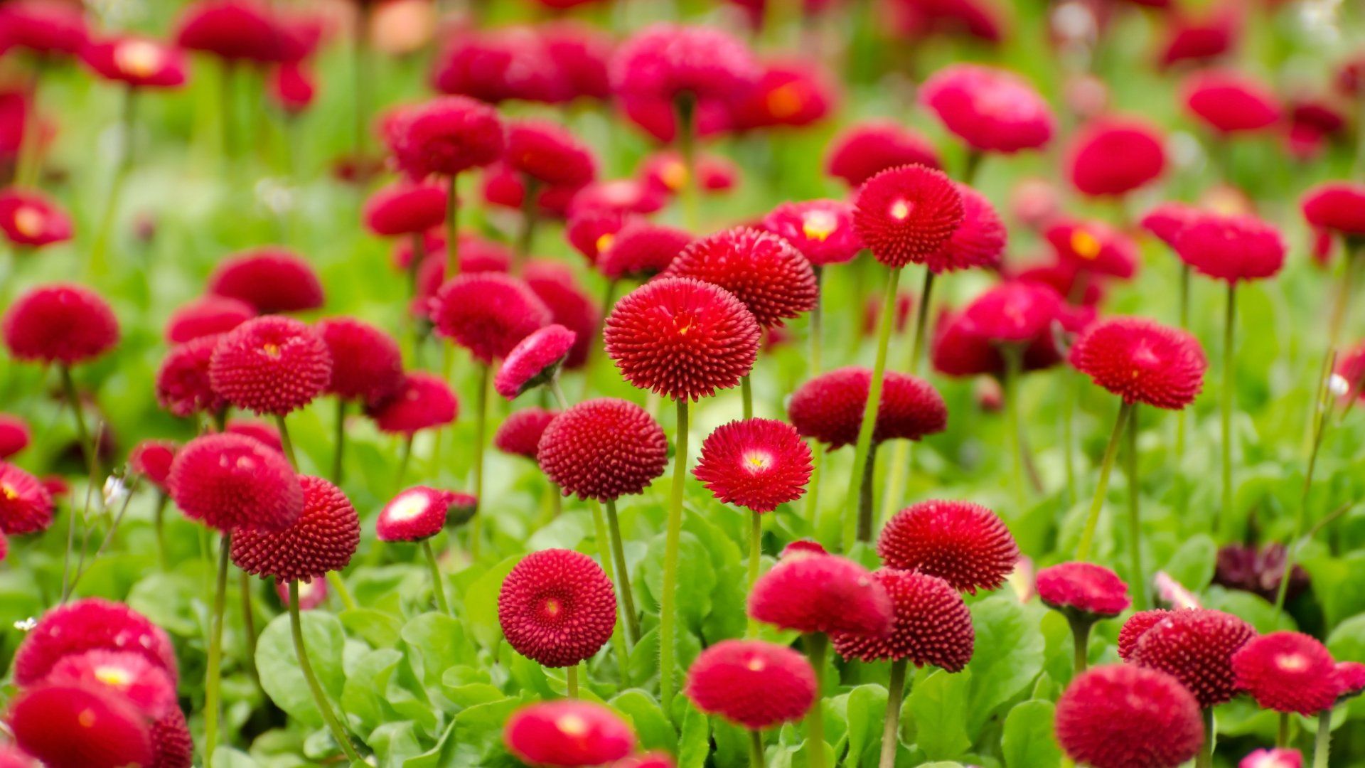 1920x1080 Download Nature Red Flower Flower 4k Ultra HD Wallpaperx2880