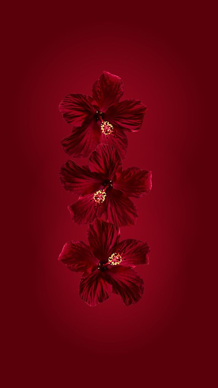 736x1308 red hibiscus phone wallpaper