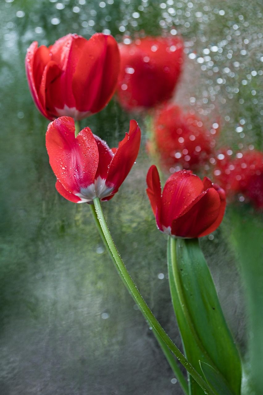 852x1280 Flowers Bloom Tulips Red