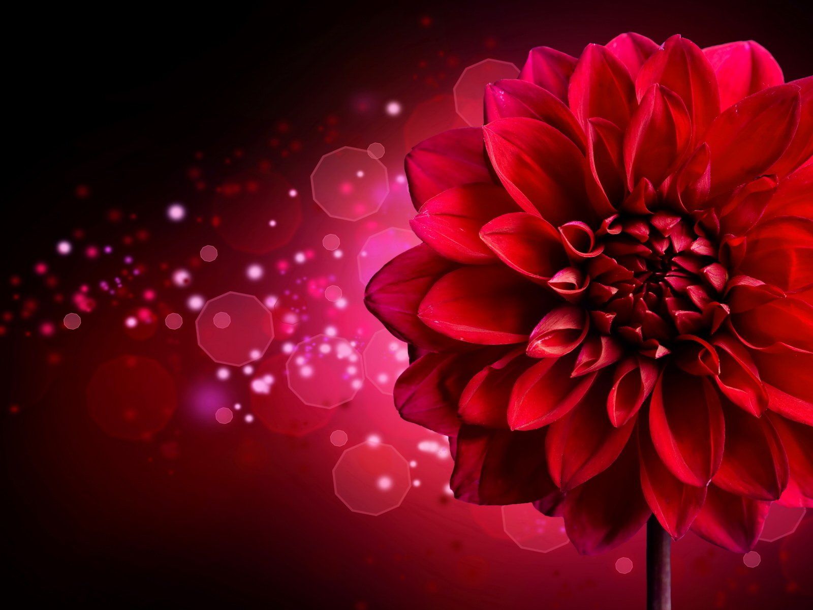 1600x1200 Download Red Flower Sparkles Close Up Nature Dahlia Flower Wallpaperx1200