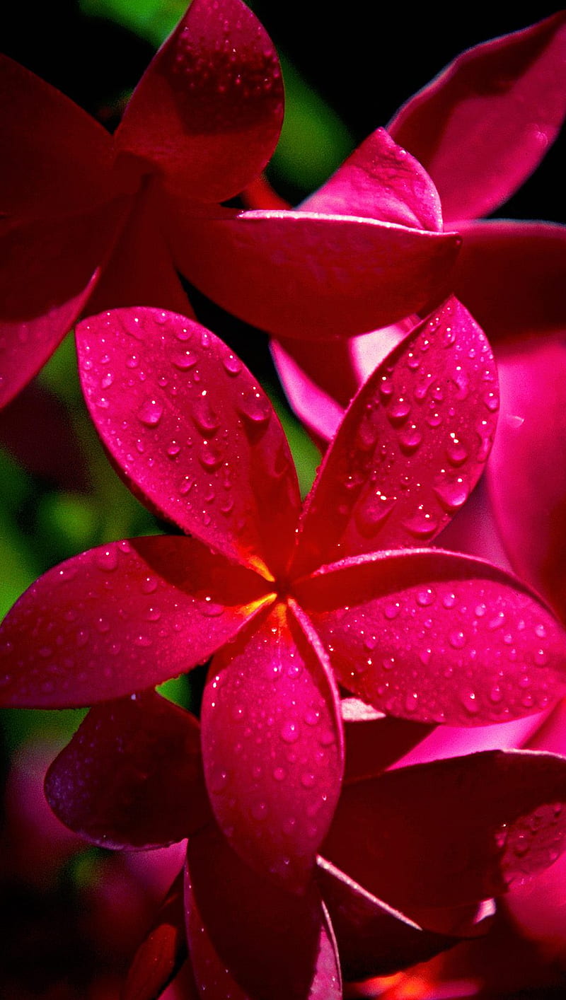 800x1414 Flowers, nature, red, HD phone wallpaper