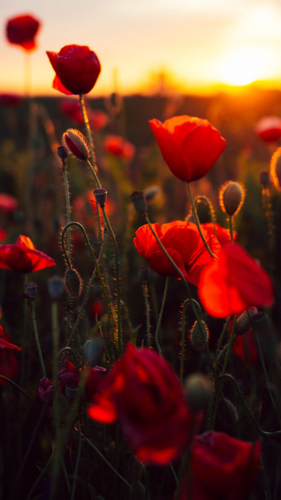 938x1668 Download Wallpaper 938x1668 Poppies, Red, Flowers, Field, Sunset Iphone 8 7 6s 6 For Parallax HD Background
