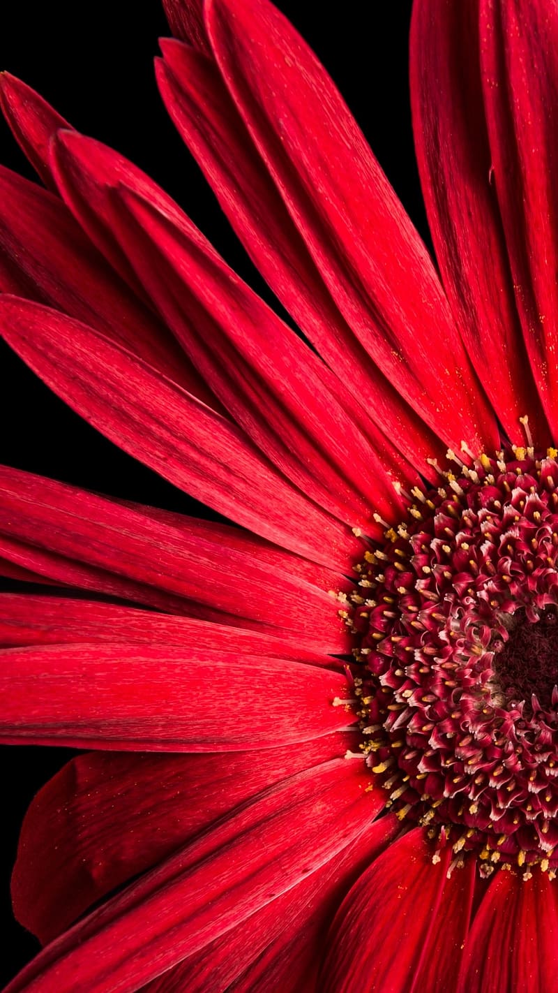 800x1422 Red Daisy Single Flower, single flower, red flower, daisy flower, HD phone wallpaper