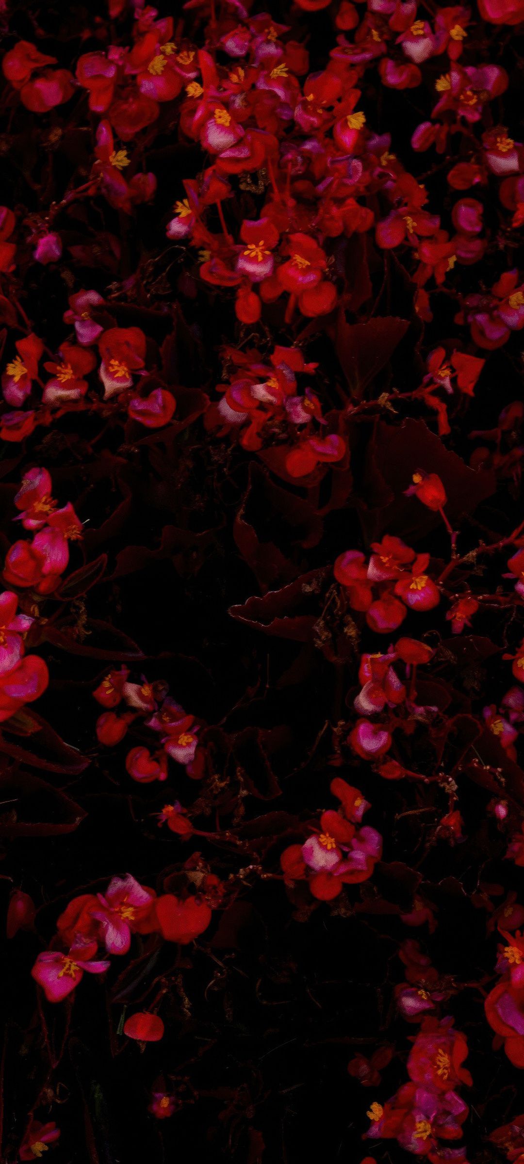 1080x2400 Red Flowers Bed 4k Google Pixel 7 , HD 4k Wallpaper, Image, Background, Photos and Picture