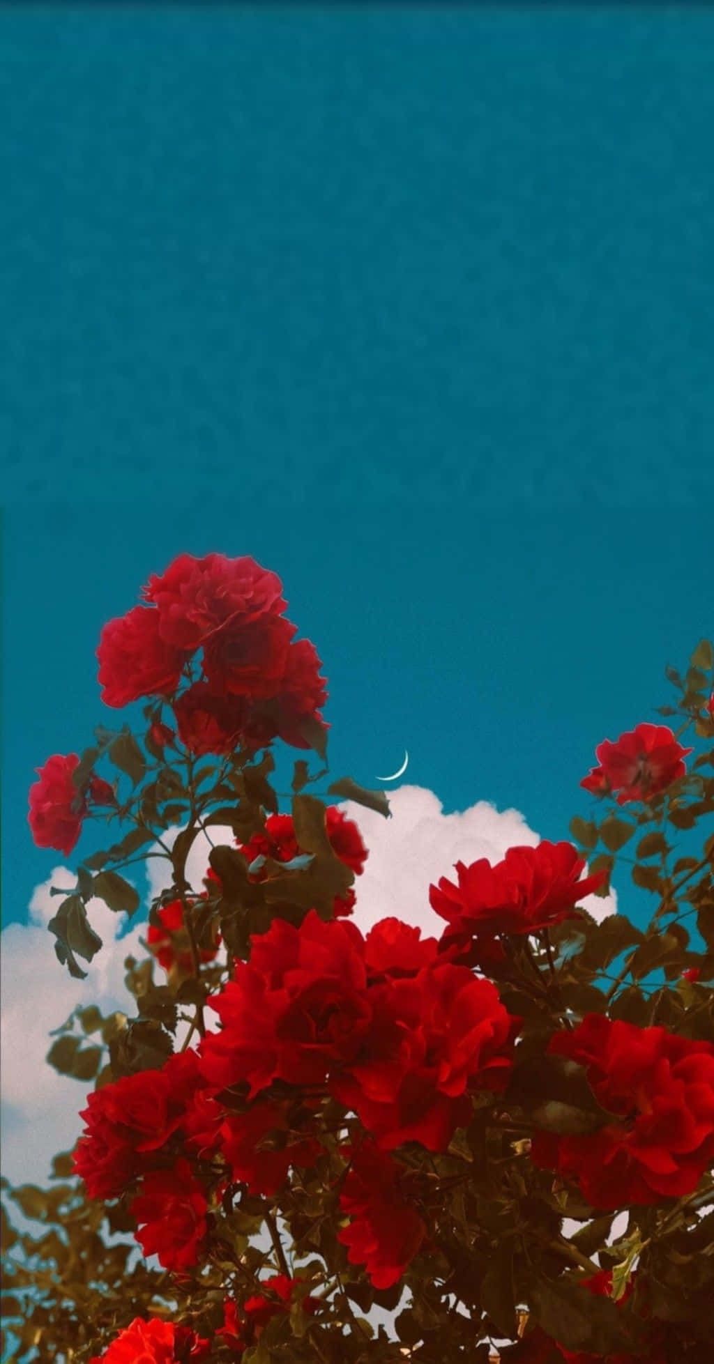 1024x1957 Download Beautifully Blooming Red Flower Wallpaper