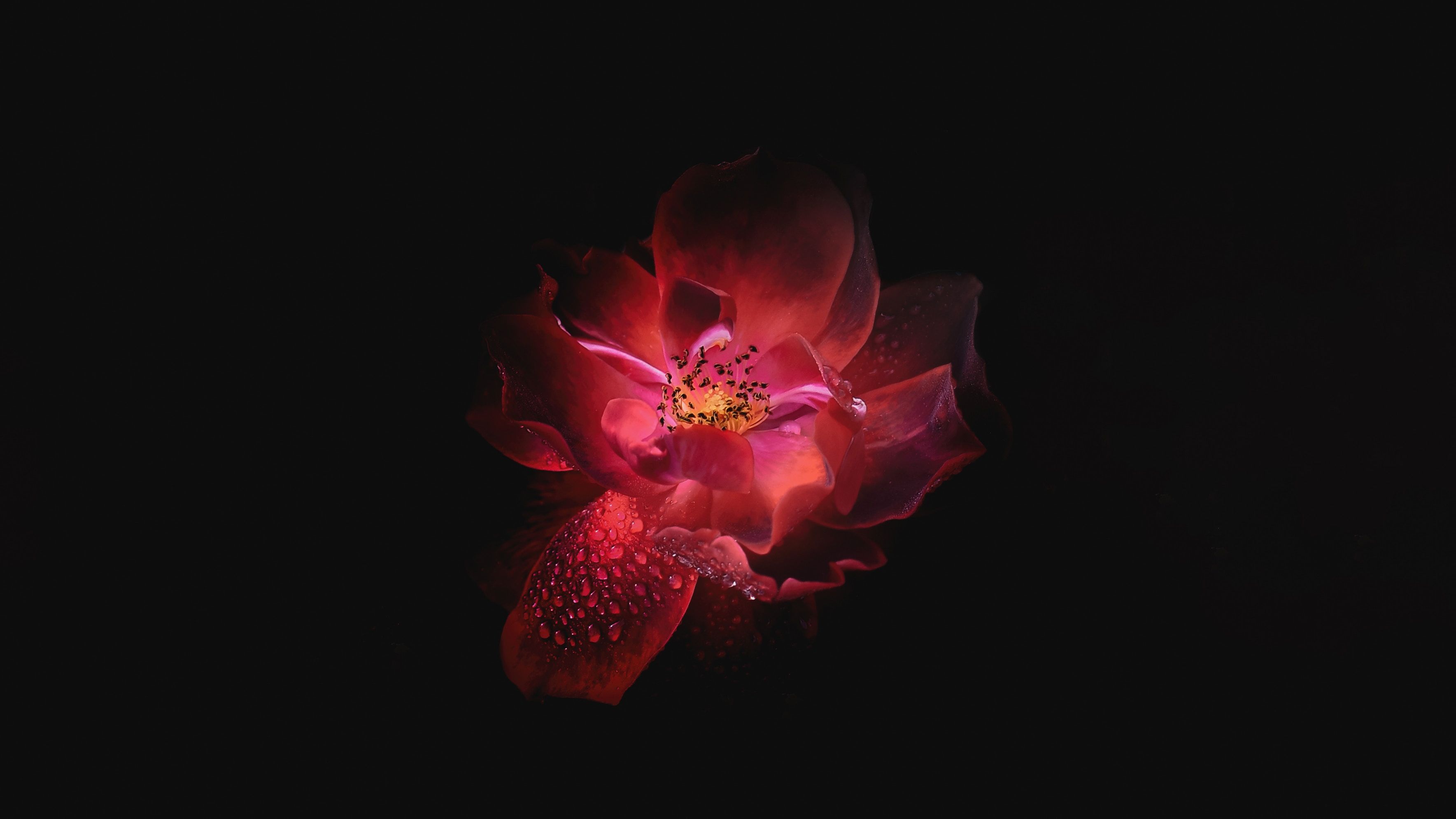 3537x1989 Wallpaper Red Flower in Black Background, Background Free Image