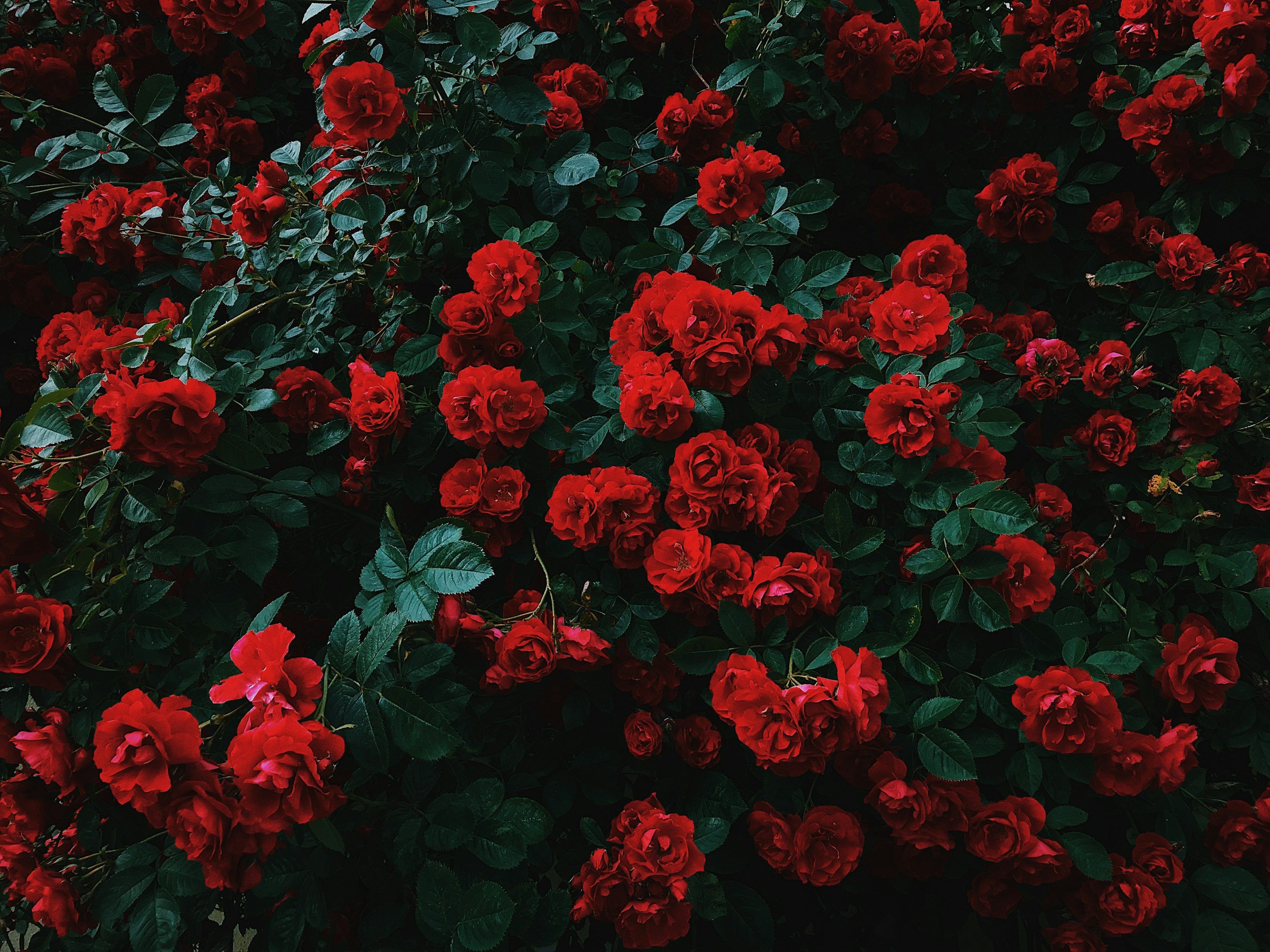 3000x2250 Red Flowers Picture. Download Free Image