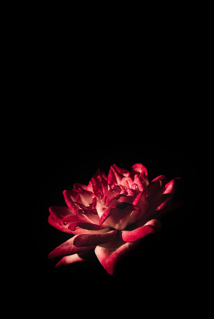910x1356 red flower, art, background, beautiful, black, bloom, blooming, blossom