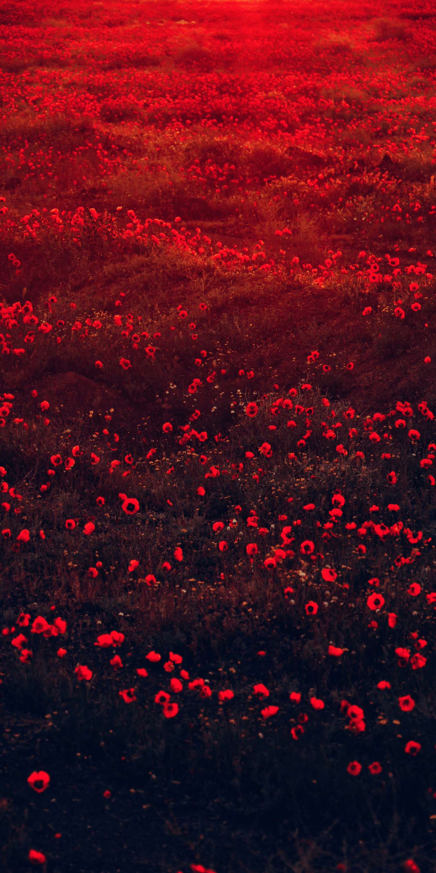 1500x3000 Wallpaper Red Aesthetic Nature, Flower, Colored, Plant, Petal, Background Free Image