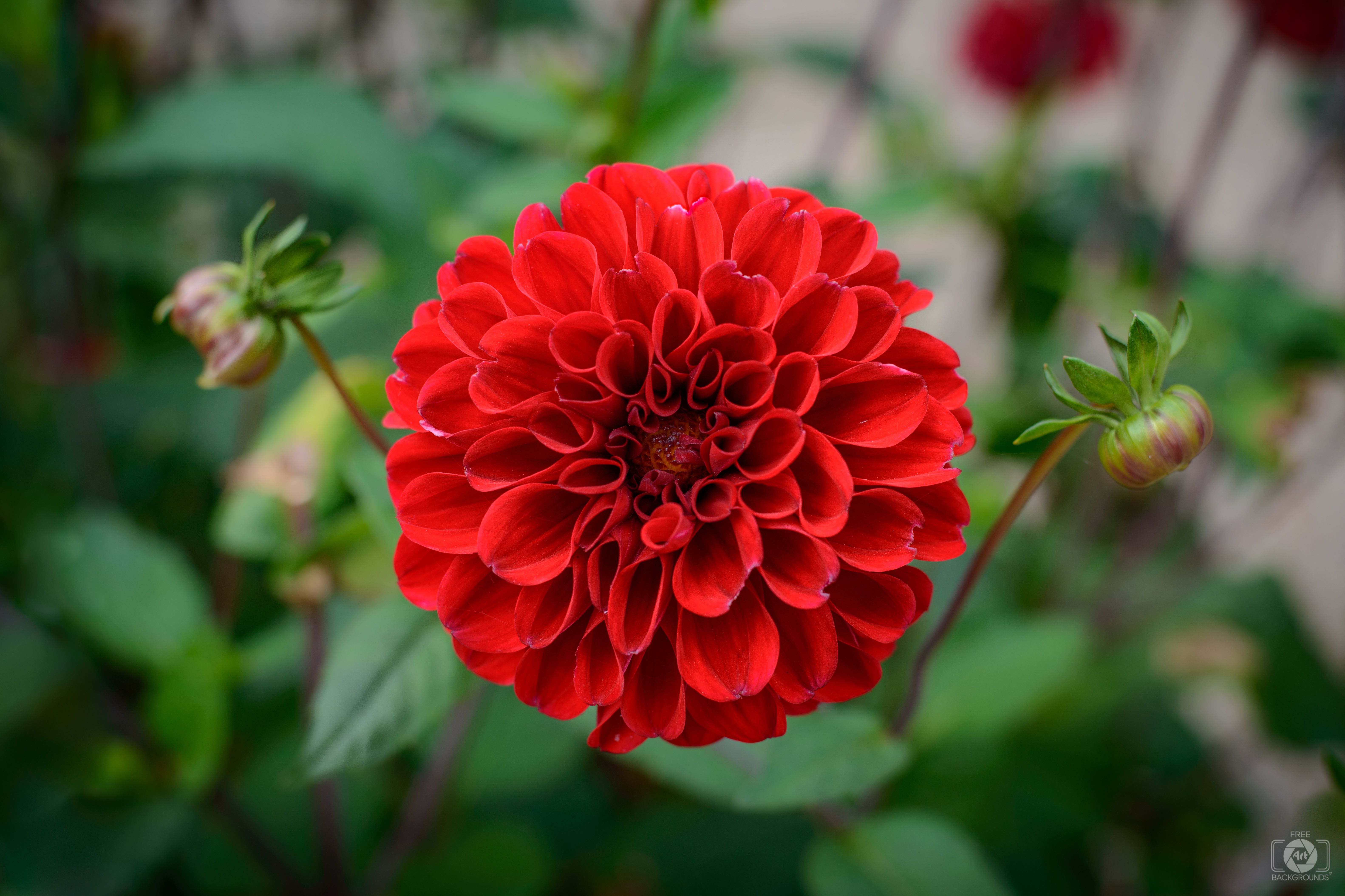 6330x4220 Red Dahlia Flower Background Quality Free Background