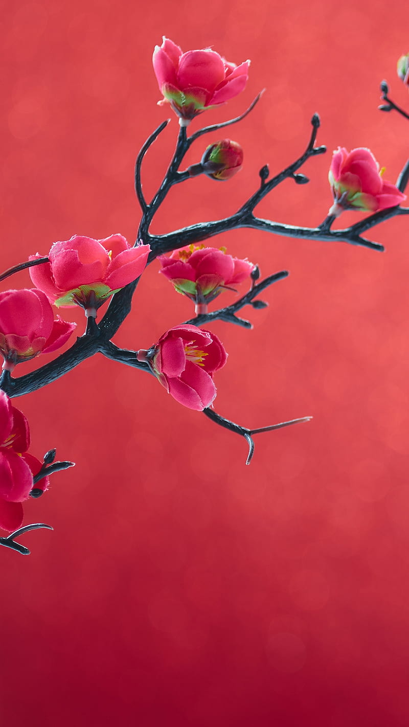 800x1422 Red flowers, branch, nature, red background, tree, HD phone wallpaper
