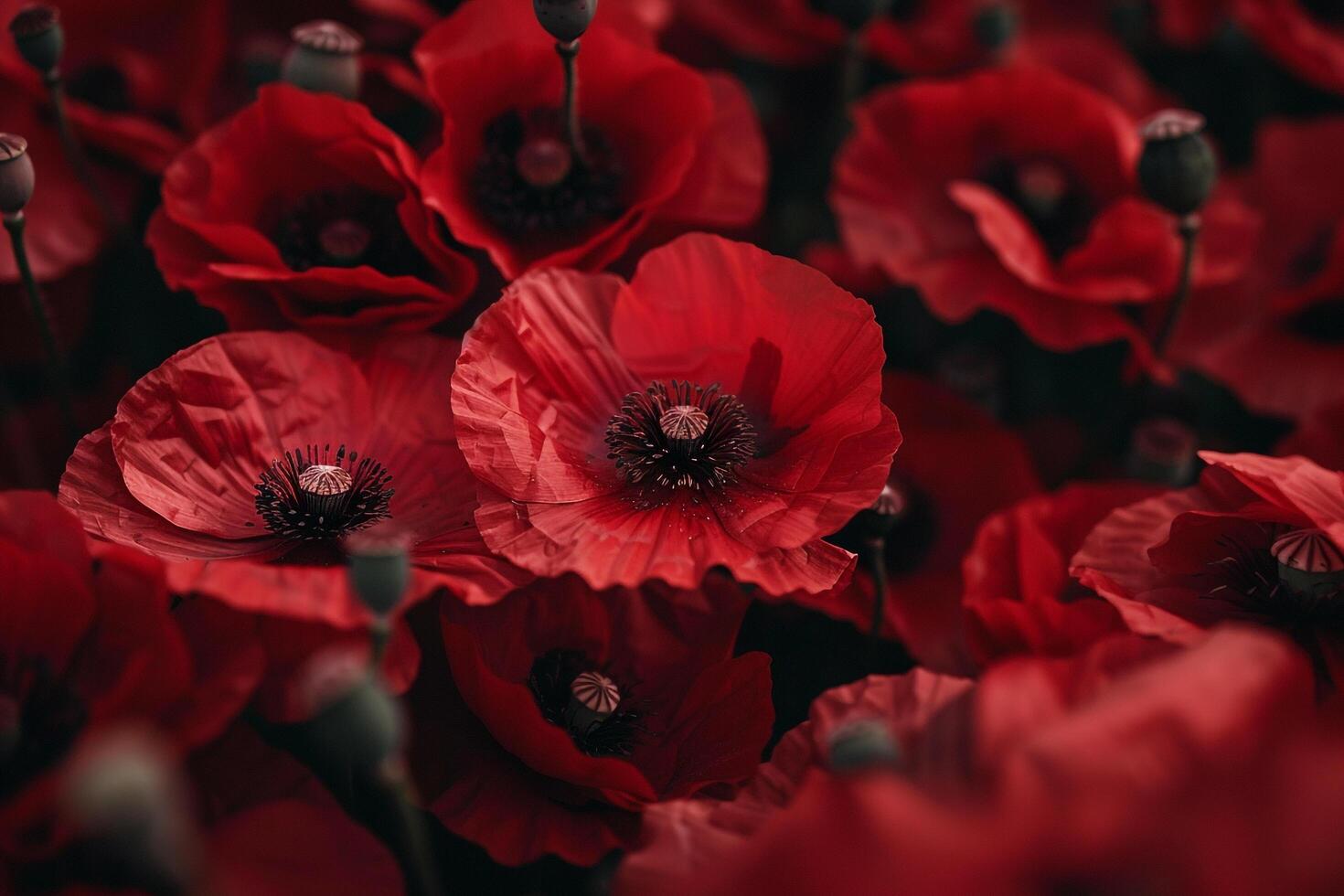 1470x980 Nature Background of Poppy Flowers in Shades of Red with Delicate Petals and Dark Centers Background Nature