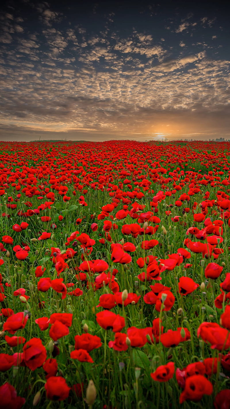 800x1422 Red flowers, field, landscape, nature, poppy, sky, sunset, HD phone wallpaper