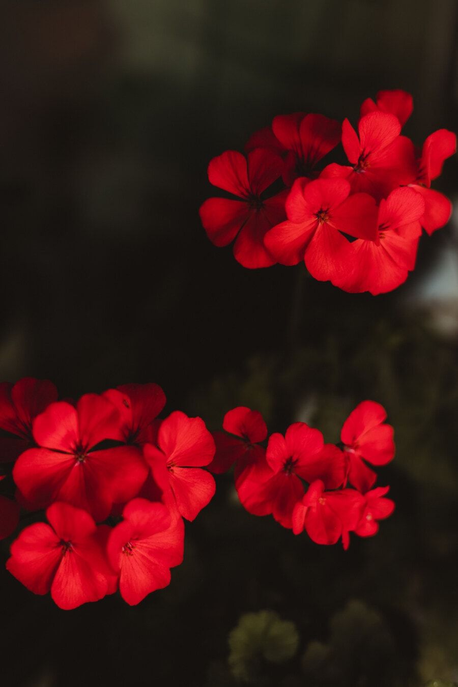 900x1350 Free picture: dark red, geranium, shadow, flowers, herb, flower, pink, petal, plant, nature