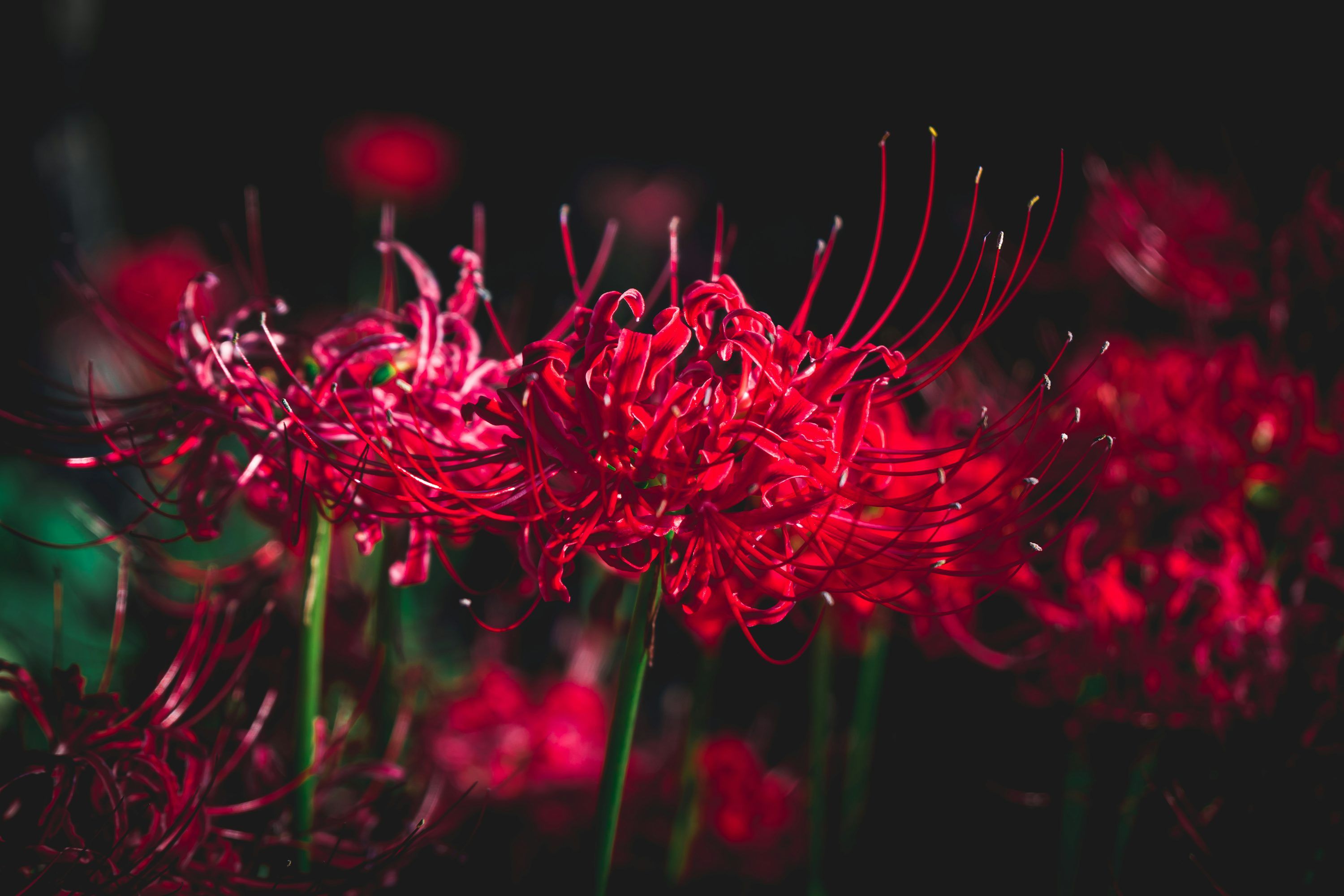3000x2000 A close up of a red flower