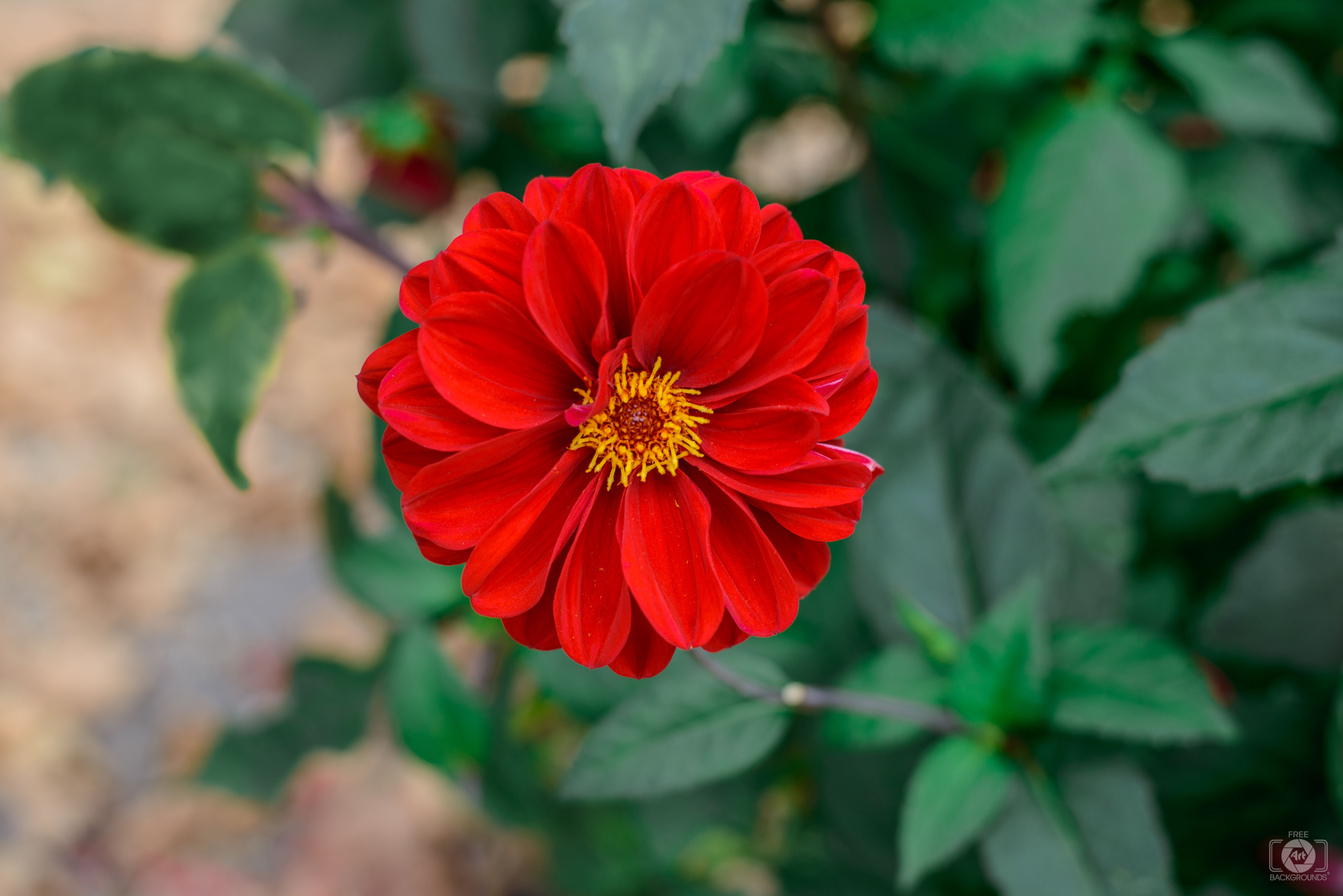 6787x4530 Dahlia Red Flower Background Quality Free Background