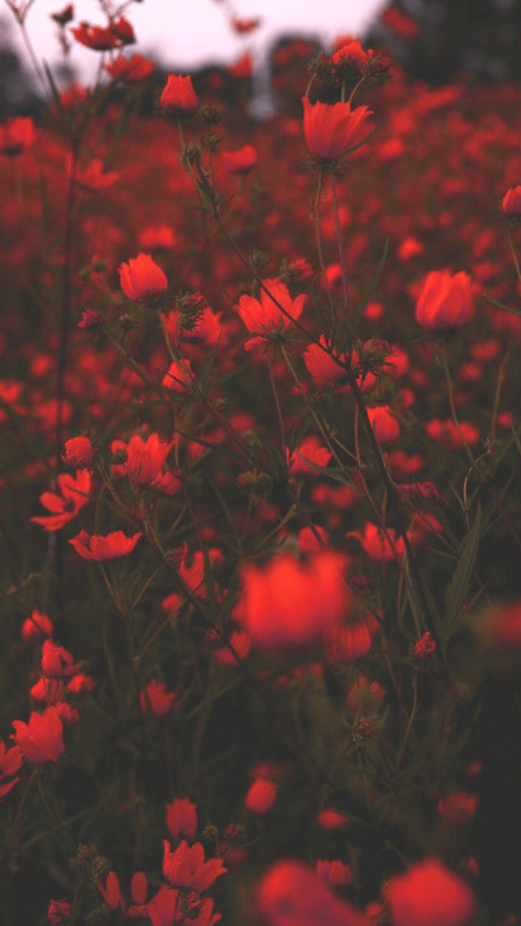 750x1334 Aesthetic Red Flower Wallpaper