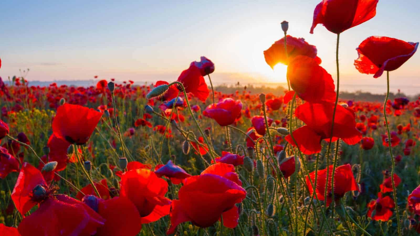 1600x900 Types of Red Flowers for Your Garden (with Picture)