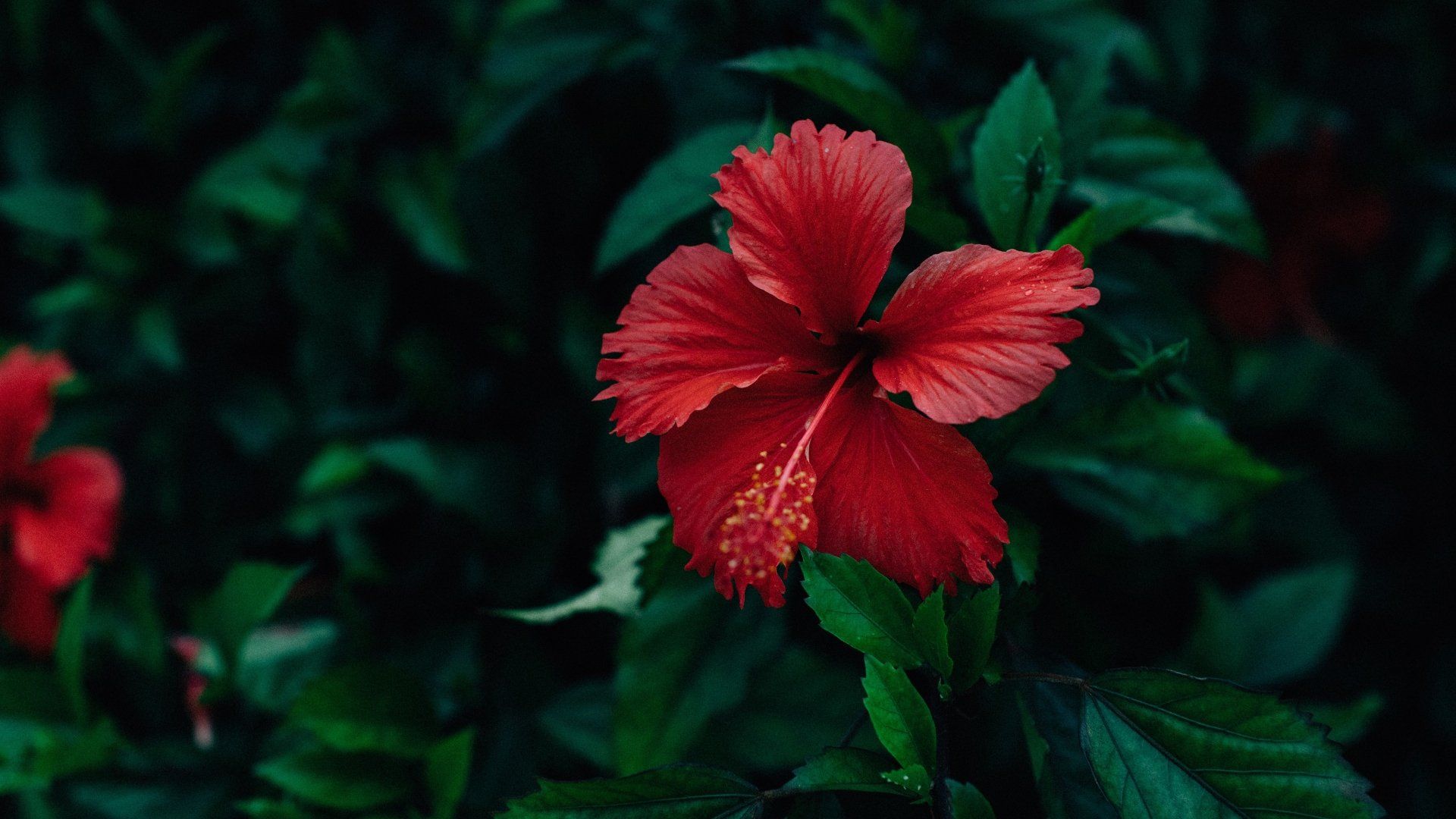1920x1080 Download Red Flower Nature Hibiscus Flower 4k Ultra HD Wallpaperx2160