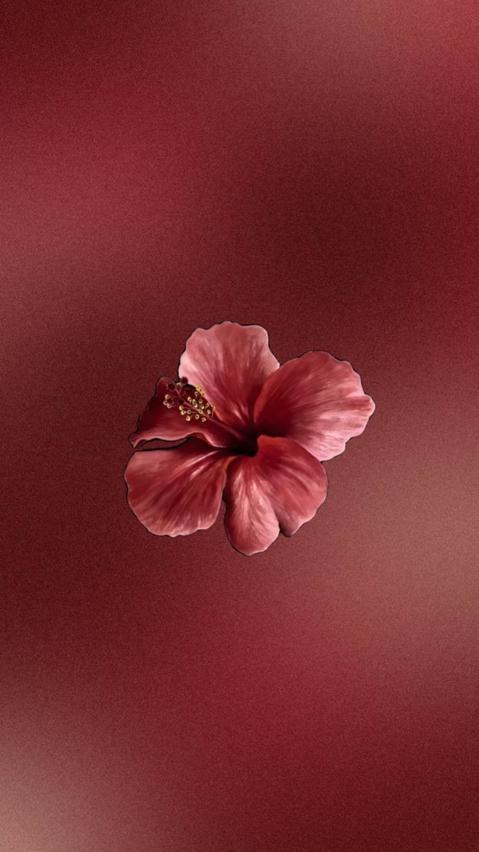 675x1200 Wine red hibiscus. Pastel iphone wallpaper, Positive wallpaper, Dark red wallpaper