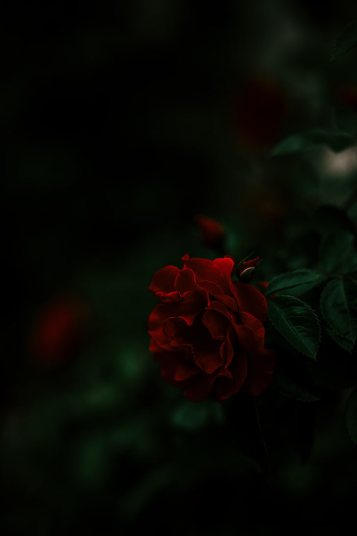728x1092 HD wallpaper: red rose, bush, dark, flower, beauty in nature, flowering plant