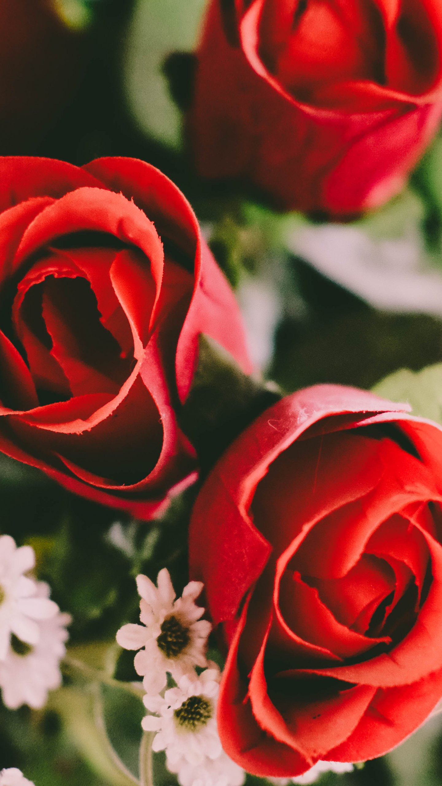 1440x2560 Red Roses Wallpaper, Android & Desktop Background