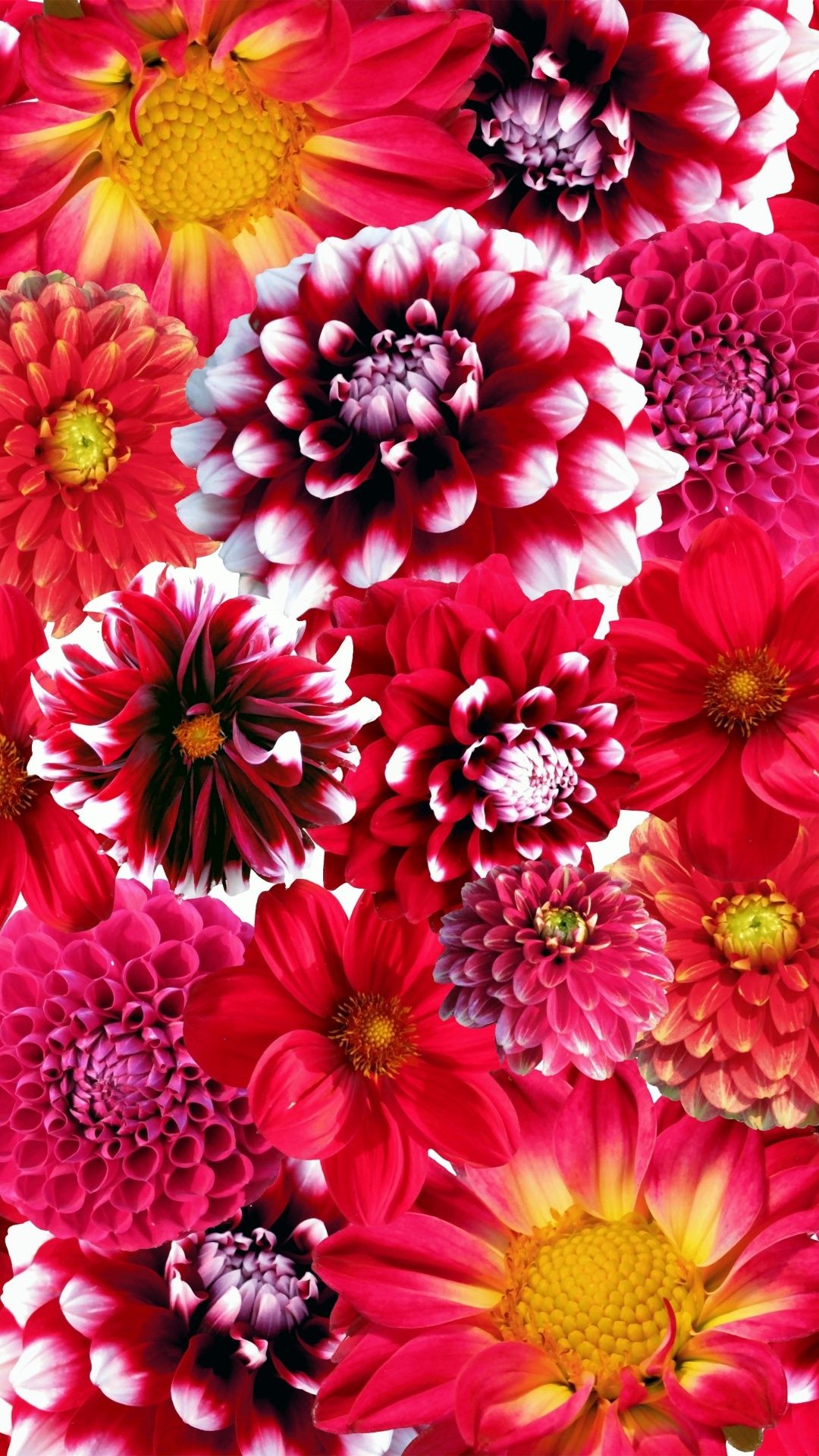 1080x1920 Dahlia flowers Wallpaper 4K, Red flowers, Floral Background